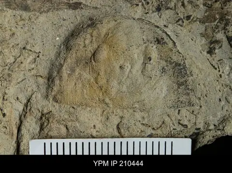 Dokumentasi YPM IP 210444 dengan identifikasi pada sumber Adelophthalmus luceroensis. Isi dan label gambar dipertahankan.