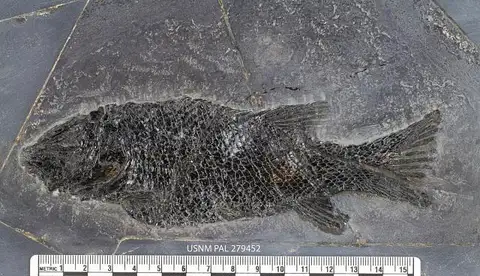 Dokumentasi USNM PAL279452 dengan identifikasi pada sumber Semionotus ovatus. Isi dan label gambar dipertahankan.