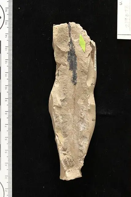Dokumentasi USNM PAL219073 dengan identifikasi pada sumber Myrica mira. Isi dan label gambar dipertahankan.