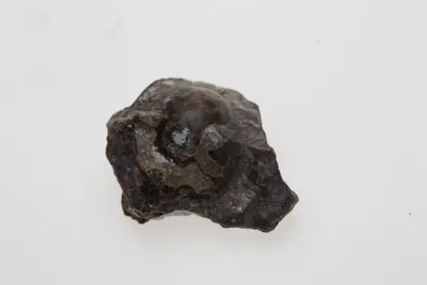 Dokumentasi P 10961 dengan identifikasi pada sumber Goniatites crenistria. Isi dan label gambar dipertahankan.
