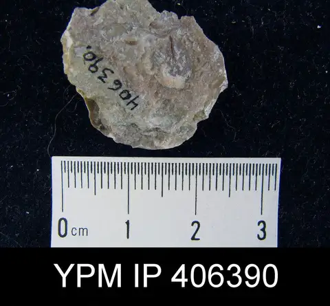 Dokumentasi YPM IP 406390 dengan identifikasi pada sumber Lingula elliptica. Isi dan label gambar dipertahankan.