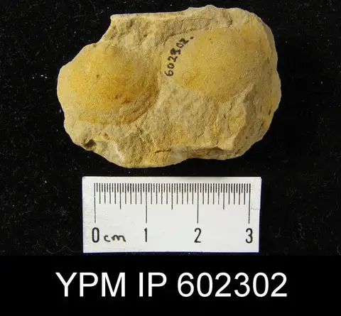 Dokumentasi YPM IP 602302 dengan identifikasi pada sumber Chonopectus fischeri. Isi dan label gambar dipertahankan.
