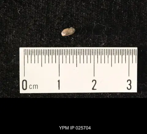 Dokumentasi YPM IP 025704 dengan identifikasi pada sumber Curculionites hylobioides. Isi dan label gambar dipertahankan.
