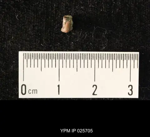 Dokumentasi YPM IP 025705 dengan identifikasi pada sumber Curculionites vulpinus. Isi dan label gambar dipertahankan.