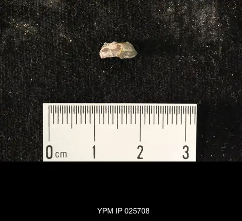 Dokumentasi YPM IP 025708 dengan identifikasi pada sumber Curculionites northropi. Isi dan label gambar dipertahankan.