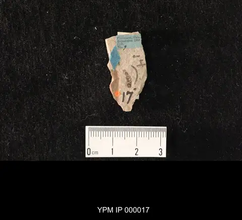 Dokumentasi YPM IP 000017 dengan identifikasi pada sumber Macratria gigantea. Isi dan label gambar dipertahankan.