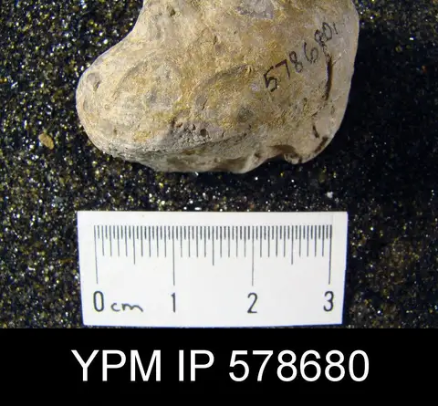 Dokumentasi YPM IP 578680 dengan identifikasi pada sumber Crania chesterensis. Isi dan label gambar dipertahankan.
