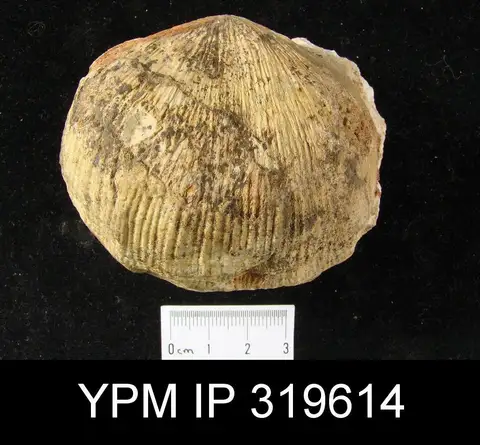 Dokumentasi YPM IP 319614 dengan identifikasi pada sumber Orthotetes keokuk. Isi dan label gambar dipertahankan.