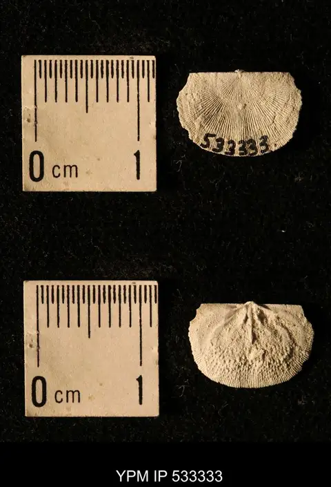 Dokumentasi YPM IP 533333 dengan identifikasi pada sumber Chonetes illinoisensis. Isi dan label gambar dipertahankan.