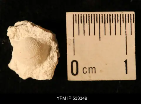 Dokumentasi YPM IP 533349 dengan identifikasi pada sumber Chonetes logani. Isi dan label gambar dipertahankan.