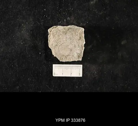 Dokumentasi YPM IP 333876 dengan identifikasi pada sumber Echinoconchus alternatus. Isi dan label gambar dipertahankan.