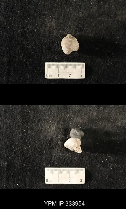 Dokumentasi YPM IP 333954 dengan identifikasi pada sumber Echinoconchus biseriatus. Isi dan label gambar dipertahankan.
