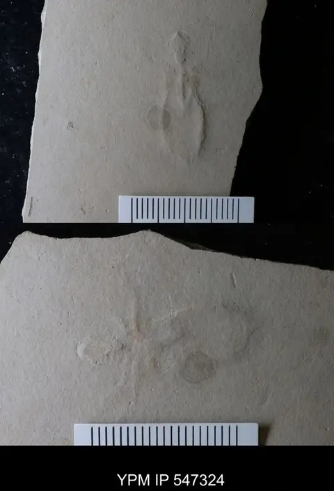 Dokumentasi YPM IP 547324 dengan identifikasi pada sumber Libellula oeningensis. Isi dan label gambar dipertahankan.