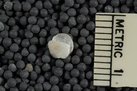 Dokumentasi USNM MO549982 dengan identifikasi pada sumber Compsothyris racovitzae. Isi dan label gambar dipertahankan.