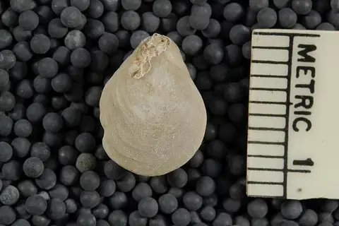 Dokumentasi USNM PAL422755 dengan identifikasi pada sumber Liothyrella antarctica. Isi dan label gambar dipertahankan.