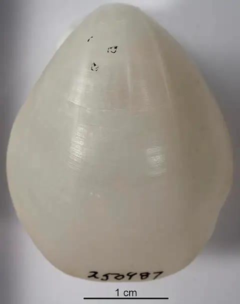 Dokumentasi USNM PAL250987 dengan identifikasi pada sumber Gryphus vitreus. Isi dan label gambar dipertahankan.