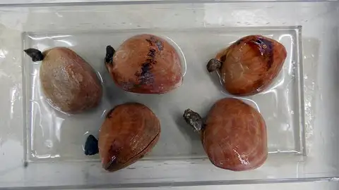 Dokumentasi USNM PAL423558 dengan identifikasi pada sumber Terebratalia coreanica. Isi dan label gambar dipertahankan.