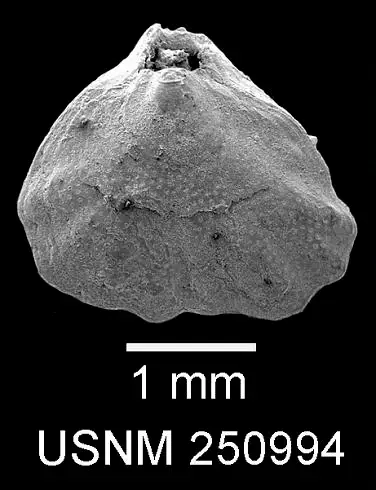 Dokumentasi USNM PAL250994 dengan identifikasi pada sumber Argyrotheca cuneata. Isi dan label gambar dipertahankan.