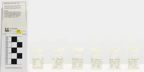Dokumentasi PI ZB 3569 dengan identifikasi pada sumber Argyrotheca cistellula. Isi dan label gambar dipertahankan.