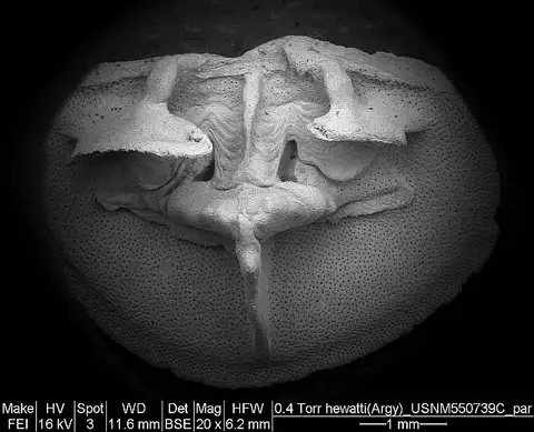 Dokumentasi USNM MO550739C dengan identifikasi pada sumber Argyrotheca hewatti. Isi dan label gambar dipertahankan.