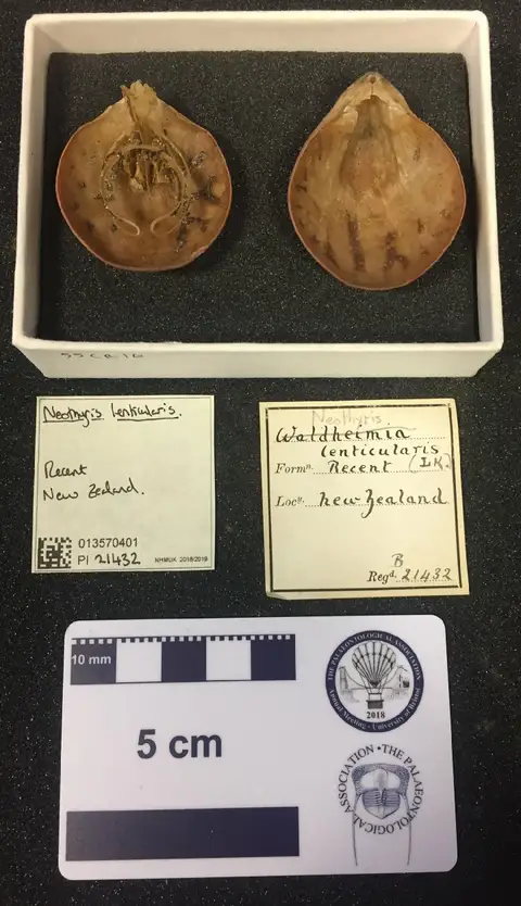 Dokumentasi PI B 21432 dengan identifikasi pada sumber Neothyris lenticularis. Isi dan label gambar dipertahankan.