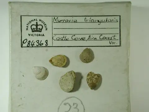 Dokumentasi P 84368 dengan identifikasi pada sumber Murravia triangularis. Isi dan label gambar dipertahankan.