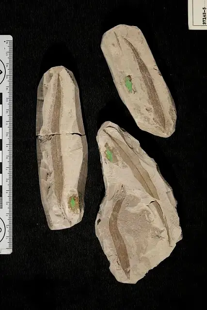 Dokumentasi USNM P37143 dengan identifikasi pada sumber Nectandra prolifica. Isi dan label gambar dipertahankan.