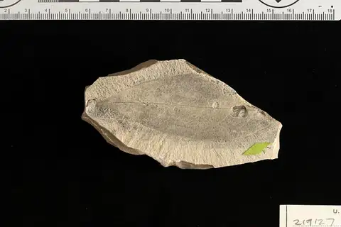 Dokumentasi USNM PAL219127 dengan identifikasi pada sumber Nectandra patagonica. Isi dan label gambar dipertahankan.