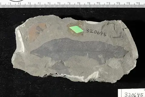 Dokumentasi USNM PAL320645 dengan identifikasi pada sumber Goeppertia ovalifolia. Isi dan label gambar dipertahankan.