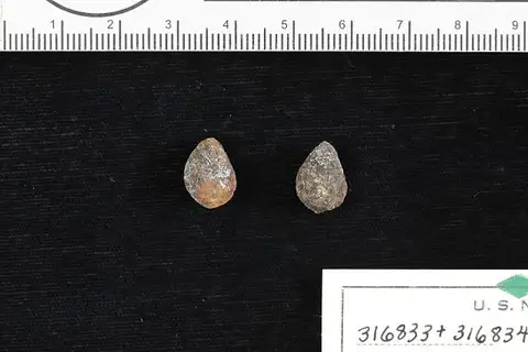 Dokumentasi USNM PAL316833 dengan identifikasi pada sumber Sapindoides peruvianus. Isi dan label gambar dipertahankan.