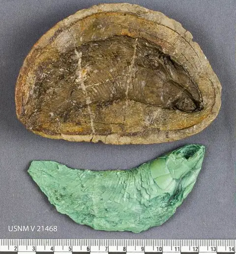 Dokumentasi USNM V21468 dengan identifikasi pada sumber Boreosomus gillioti. Isi dan label gambar dipertahankan.