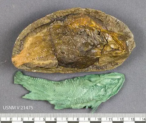 Dokumentasi USNM V21475 dengan identifikasi pada sumber Perleidus piveteaui. Isi dan label gambar dipertahankan.