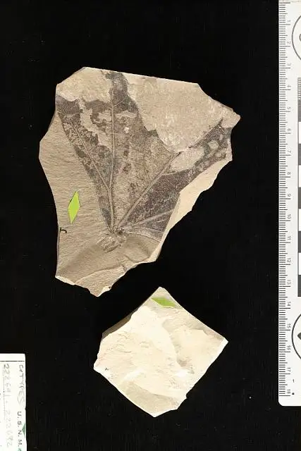 Dokumentasi USNM PAL222691 dengan identifikasi pada sumber Sterculia patagonica. Isi dan label gambar dipertahankan.