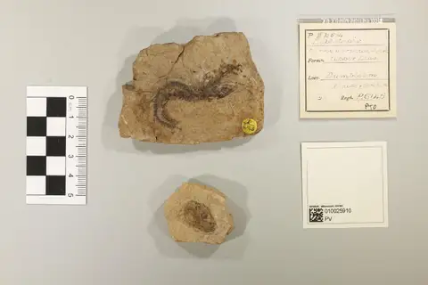 Dokumentasi PV P 6145 dengan identifikasi pada sumber Leptolepis concentricus. Isi dan label gambar dipertahankan.