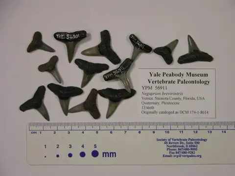 Dokumentasi YPM VP 056911 dengan identifikasi pada sumber Negaprion brevirostris. Isi dan label gambar dipertahankan.