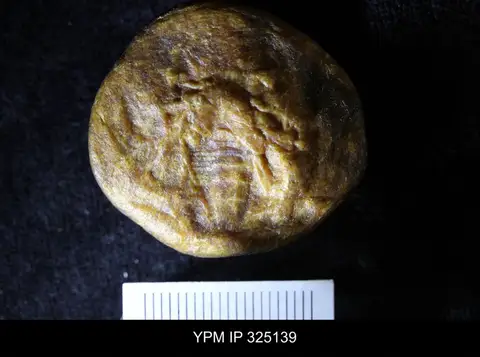Dokumentasi YPM IP 325139 dengan identifikasi pada sumber Orthotarbus robustus. Isi dan label gambar dipertahankan.