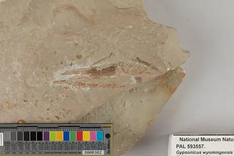 Dokumentasi USNM PAL593557 dengan identifikasi pada sumber Gypsonicus wyomingensis. Isi dan label gambar dipertahankan.