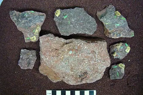 Dokumentasi USNM V2350 dengan identifikasi pada sumber Eriptychius americanus. Isi dan label gambar dipertahankan.