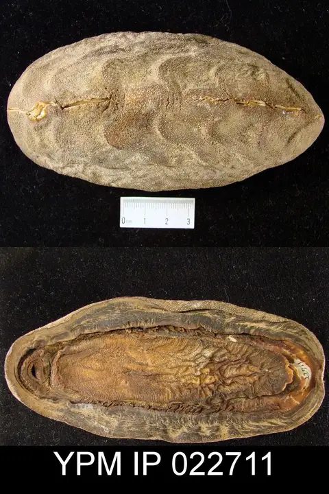 Dokumentasi YPM IP 022711 dengan identifikasi pada sumber Cryptochiton stelleri. Isi dan label gambar dipertahankan.