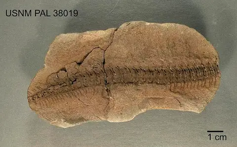 Dokumentasi USNM PAL38019 dengan identifikasi pada sumber Euphoberia armigera. Isi dan label gambar dipertahankan.