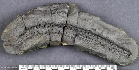 Dokumentasi USNM PAL38038 dengan identifikasi pada sumber Acantherpestes major. Isi dan label gambar dipertahankan.