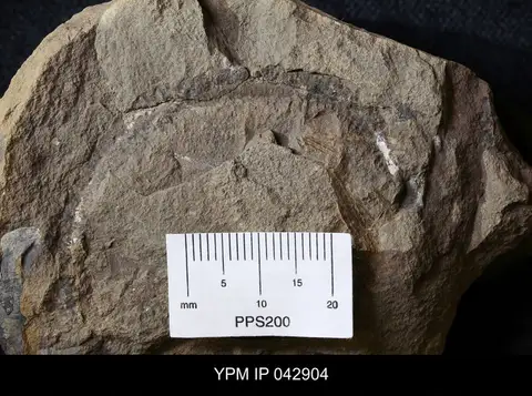 Dokumentasi YPM IP 042904 dengan identifikasi pada sumber Euphoberia granosa. Isi dan label gambar dipertahankan.