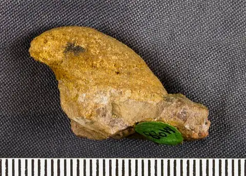Dokumentasi USNM PAL617437 dengan identifikasi pada sumber Proplina extensum. Isi dan label gambar dipertahankan.