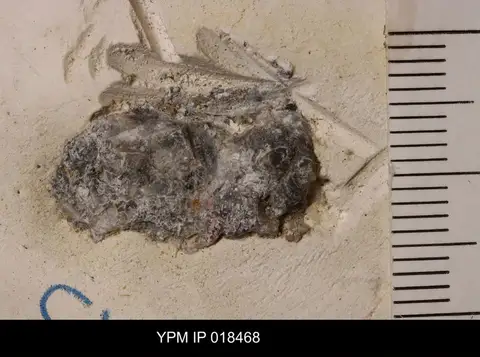 Dokumentasi YPM IP 018468 dengan identifikasi pada sumber Cliffia lataegenae. Isi dan label gambar dipertahankan.