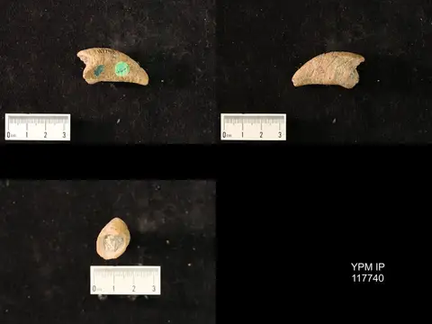 Dokumentasi YPM IP 117740 dengan identifikasi pada sumber Ceratopea keithi. Isi dan label gambar dipertahankan.