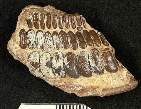 Dokumentasi USNM V7624 dengan identifikasi pada sumber Coelodus fabadens. Isi dan label gambar dipertahankan.
