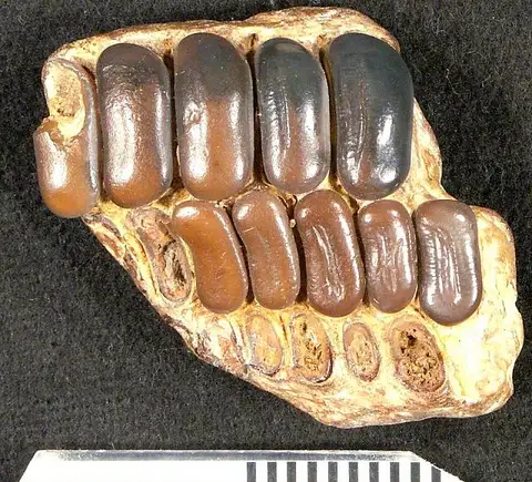 Dokumentasi USNM V16 dengan identifikasi pada sumber Coelodus decaturensis. Isi dan label gambar dipertahankan.