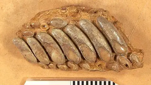 Dokumentasi USNM V2194 dengan identifikasi pada sumber Anomoeodus latidens. Isi dan label gambar dipertahankan.