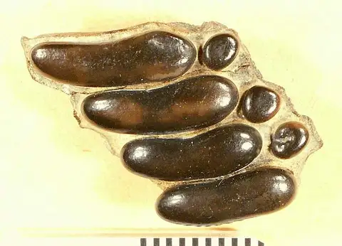 Dokumentasi USNM V75 dengan identifikasi pada sumber Anomoeodus mississippiensis. Isi dan label gambar dipertahankan.