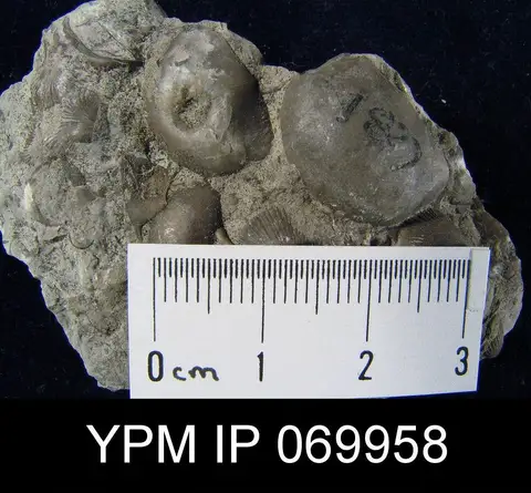 Dokumentasi YPM IP 069958 dengan identifikasi pada sumber Megamyonia nitens. Isi dan label gambar dipertahankan.